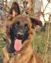 Jacky Sonnenschein