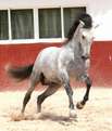Spanisches Temperament der Pferde