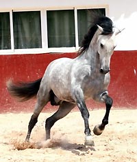 Temprament in Andalusien