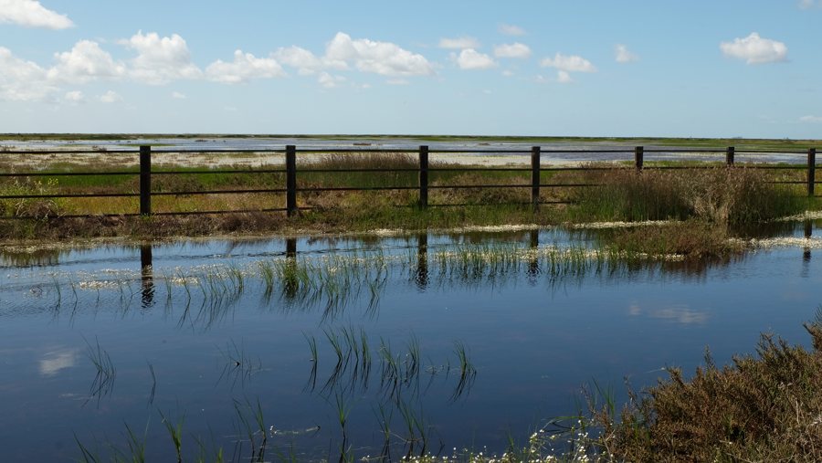 Feuchtgebiete im Coto Doñana