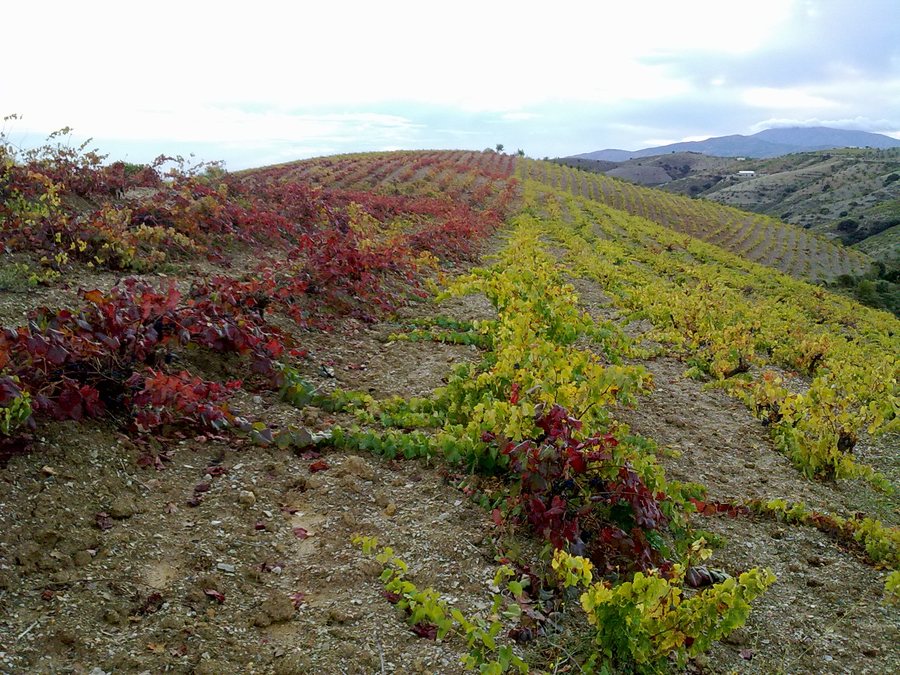 File:Viñedos cerca de Murtas.jpg
