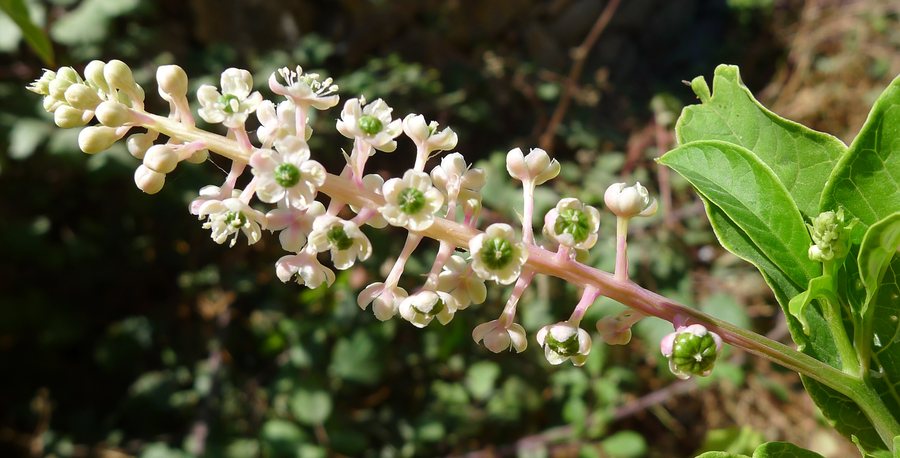 File:Phytolacca acinosa, Jimena de la Frontera, Cádiz, Spain (1).jpg