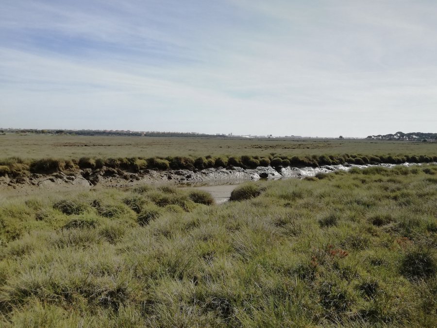 File:Marismas del Odiel, Aljaraque (Huelva).jpg