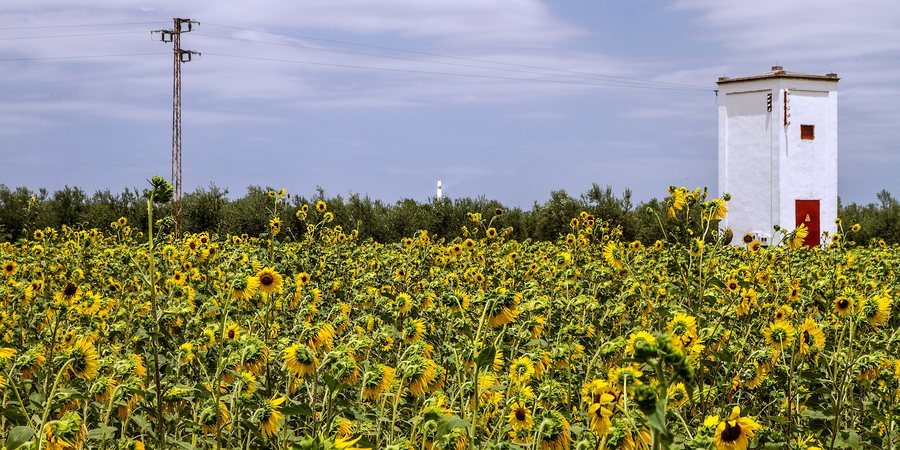 File:Campo de girasoles - Fuentes de Andalucía.jpg