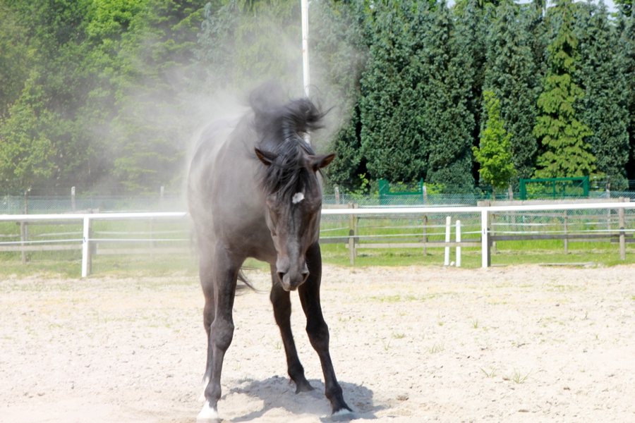 Pferd in Arena – Symbolbild