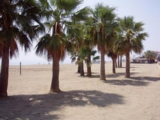 Palmenstrand in Estepona