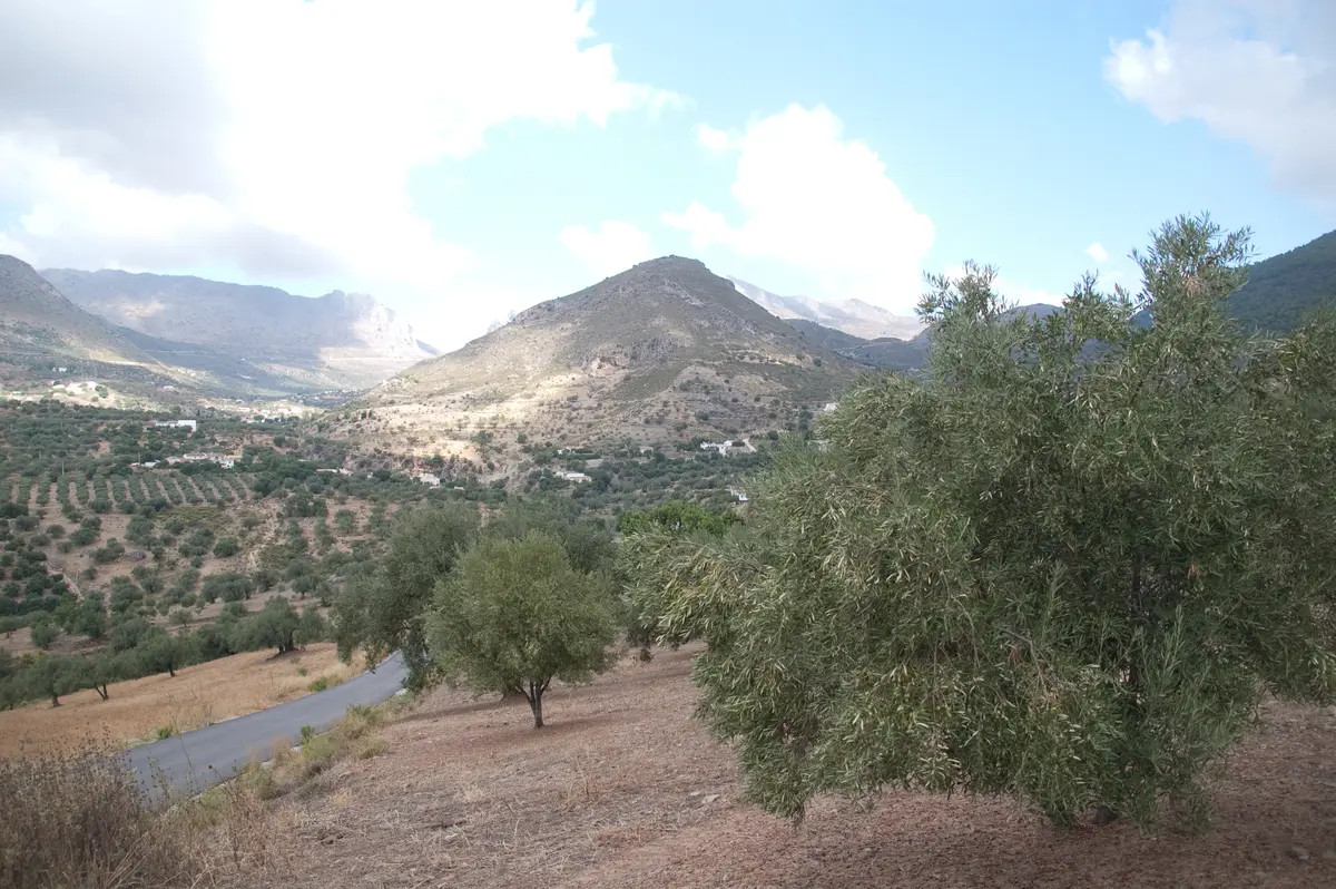 Berglandschaft mit Olivenhainen in Andalusien
