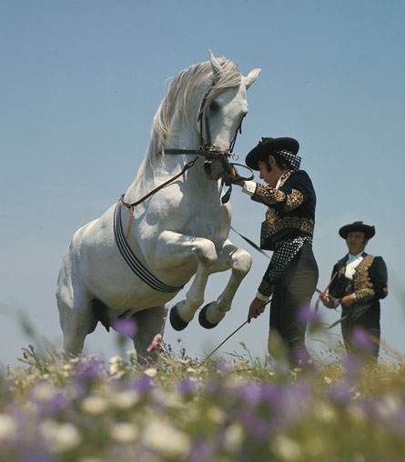 Pferd Und Reiter Andalusien